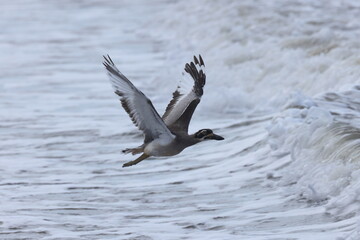 beach stone-curlew (Esacus magnirostris)  Queensland, Australia