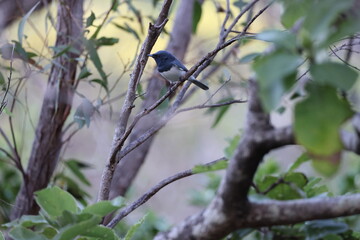 Satin Flycatcher (Myiagra cyanoleuca)  Queensland, Australia