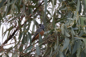 rufous whistler (Pachycephala rufiventris) Queensland, Australia