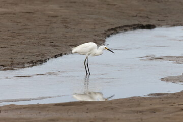  Little egret (Egretta garzetta) Queensland, Australia