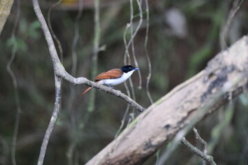 shining flycatcher (Myiagra alecto) Queensland, Australia