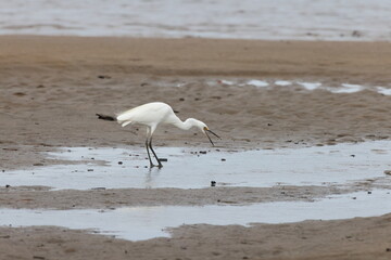  Little egret (Egretta garzetta) Queensland, Australia