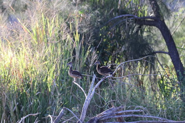 spotted whistling duck (Dendrocygna guttata) Queensland, Australia