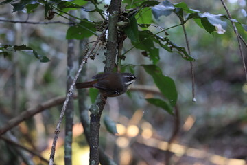 white-browed scrubwren (Sericornis frontalis) Queensland, Australia