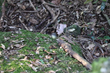 white-browed scrubwren (Sericornis frontalis) Queensland, Australia