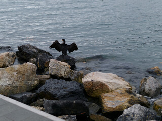 cormorant spreading its wings above some rocks