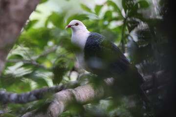  white-headed pigeon (Columba leucomela) Queensland, Australia
