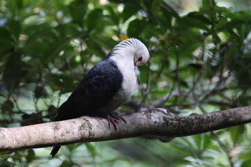  white-headed pigeon (Columba leucomela) Queensland, Australia