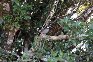 grey shrikethrush or grey shrike-thrush (Colluricincla harmonica)Queensland, Australia