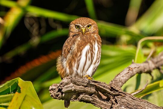 Close up portrait of a ferruginous pygmy owl on a branch