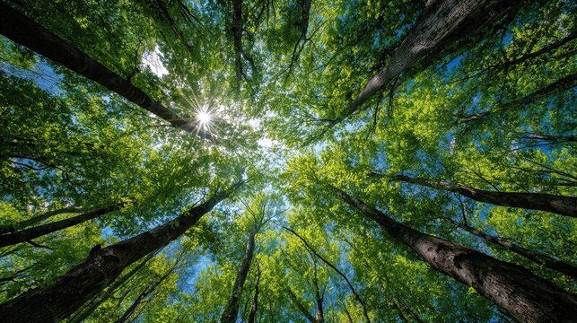 Sunlight piercing through vibrant green forest canopy on a clear day - Powered by Adobe