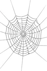 Detailed spider web with dewdrops isolated