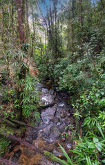 Obraz premium Hiking the Silau-Silau rain forest trail, Kinabalu Park, Sabah, Borneo, Malaysia