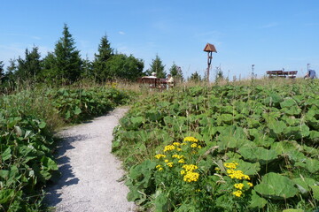 Wanderweg zwischen Blumen auf dem Schneekopf im Th&uuml;ringer Wald