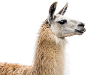 A curious and gentle light-brown alpaca with soft, fluffy fur and large, expressive dark eyes is depicted in a serene headshot, gazing slightly to the right with, isolated on transparent background.