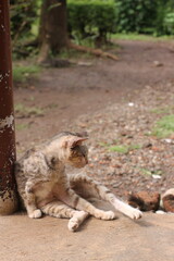 Cat resting on a dirt ground outdoors.