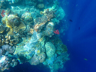 Fototapeta premium Coral garden in a lagoon in Coron, Palawan, Philippines