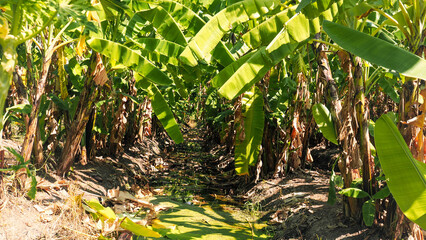 Banana plantation in tropical garden with sunbeams, organic agriculture in Thailand