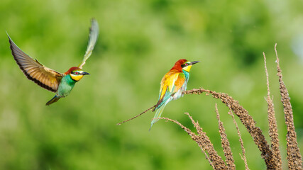 European bee-eaters perched on a branch in spring