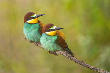 European bee-eaters perched on a branch in spring