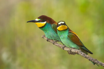 European bee-eaters perched on a branch in spring