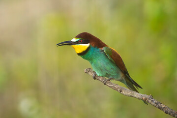 European bee-eaters perched on a branch in spring