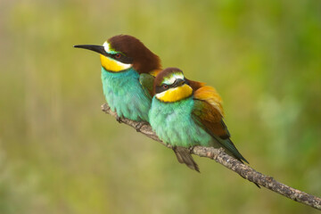 European bee-eaters perched on a branch in spring