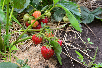 Fresh Strawberries Growing in a Garden