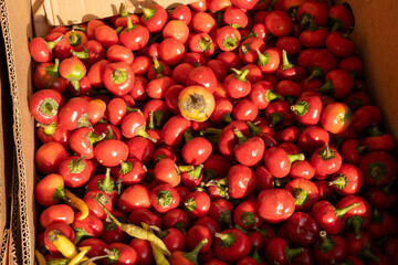 A pile of small red chili peppers in a box, showcasing texture.

