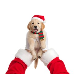 golden retriever with santa hat
