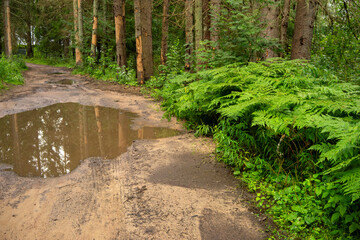 Fototapete bei efototapeten.de bestellen   