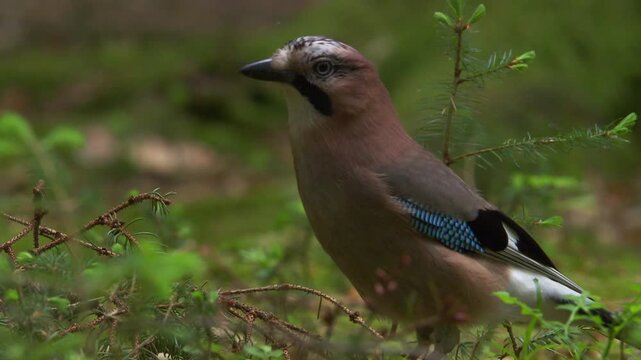 close up of eurasian jay sitting attentively on forest floor with something in its beak