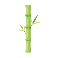 Fototapeta premium Vector illustration of green bamboo branches with leaves and stems isolated on white background representing zen nature and lucky growth in Japanese spa decoration