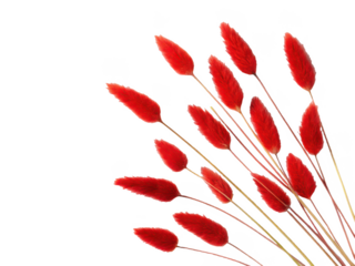 Vibrant, fluffy red foxtail amaranth stems with delicate, feathery textures are artfully arranged diagonally across a clean white surface, bathed in soft,, isolated on transparent background.