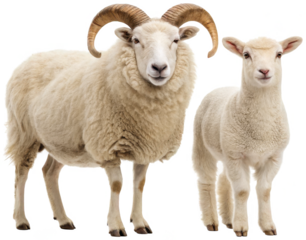 Fluffy, majestic adult ram with large, spiraling horns and a smaller, adorable lamb with soft, curly fleece are depicted in a standing pose, showcasing their, isolated on transparent background.