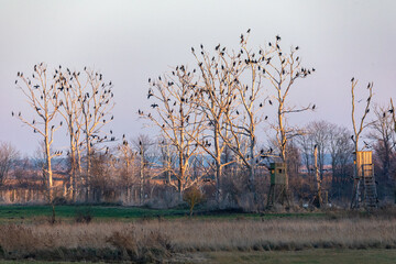 Kormorankolonie bei Ahrenshoop.
