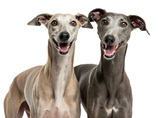 Two strikingly beautiful and slender Italian Greyhound dogs with short, smooth coats and alert expressions are posed closely together, facing forward with open, isolated on transparent background.