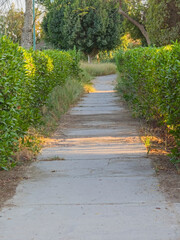 Portrait view along footpath walkway in rural countryside outdoor park scenery lined with hedges and trees