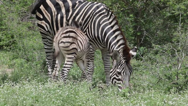 Zebra foal suckling then grazing