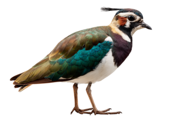 Lapwing colorful bird wildlife illustration isolated on transparent background
