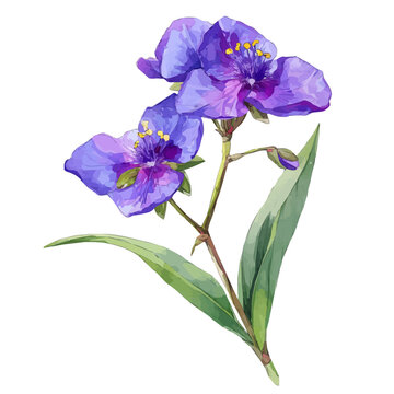 Isometric watercolor rendering of Spiderwort, isolated on a clean white background.