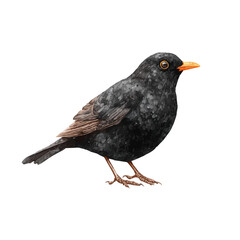 Obraz premium Isometric-style watercolor depiction of Blackbird, set against a white background.