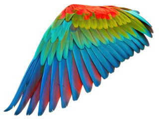 Vibrant and intricately patterned macaw wing, composed of overlapping feathers with a stunning gradient of red, green, and blue hues, is gracefully curved and, isolated on transparent background.