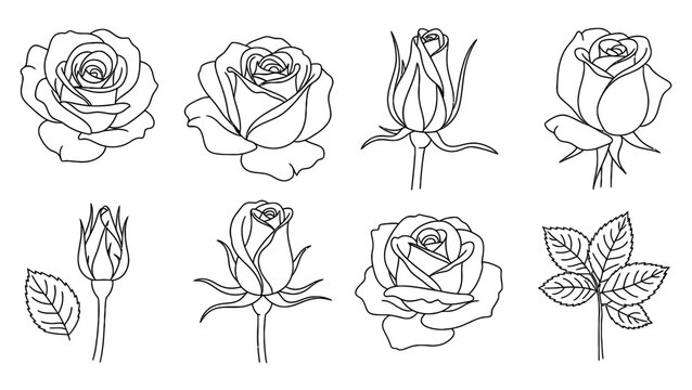 Detailed line art drawing collection of various rose flower and bud stages. Perfect for coloring books, tattoo designs, and botanical illustrations.