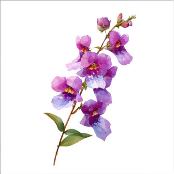 Isometric watercolor graphic of Angelonia Flower, neatly isolated on white background.