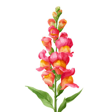 Watercolor isometric vector-style illustration of Snapdragon Flower, isolated on white background.
