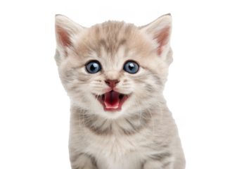 Adorable, fluffy, and strikingly detailed young tabby kitten with soft fur and captivating bright blue eyes, is depicted in a wide-mouthed, playful meow, bathed, isolated on transparent background.