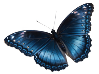 Intricate, vibrant blue Morpho butterfly with iridescent scales and delicate wing patterns is displayed in a full wingspan pose, captured with soft, diffused, isolated on transparent background.