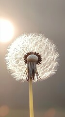 Close-Up of Dandelion Seed Head against Grayish Wall Background