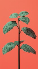 Faded Coral Background with Sprig of Parsley Illustrated in Detail